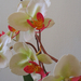 Orchid show, Orchidea bemutató 066