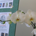Orchid show, Orchidea bemutató 064