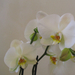Orchid show, Orchidea bemutató 058