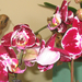 Orchid show, Orchidea bemutató 017