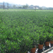 Nerium Oleander9