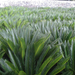 Cycas 686