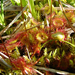 Kereklevelű harmatfű (Drosera rotundifolia)