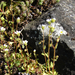 Hegyi kőtörőfű (Saxifraga adscendens)