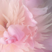 Peony