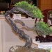 Pius Notter bonsai