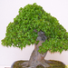 Pratteln Bonsai18