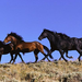 Horses