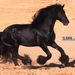 Slawik-horse-wallpapers-horses-6070982-1024-768