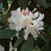 fehér rhododendron