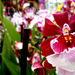 Orchidea 04