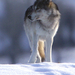 IMG 6827 Wild Wolf of Yellowstone 3