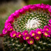 Kaktusz virágzása