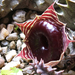 huernia zebrina flower