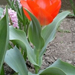 tulipán-piros