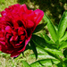 pünkösdi rózsa-0593