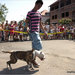 Kutya - macska szépségverseny16