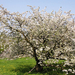 100 eves cseresznyefa a holt vagnal