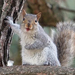 20 squirrels 43962