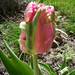 Fodros tulipán