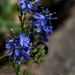 erdei kék virág