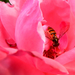 Rózsa és a méh
