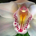 Orchidea 5587