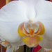 orchidea 0371