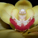 orchidea 456