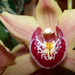 orchidea 450