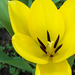 tulipán 1758