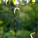 Pókháló/Spiderweb