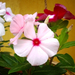 Vinca rosea