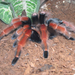 Brachypelma boehmei