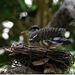 Sunbittern