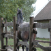 skanzen-49