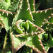 Jardín de Cactus[064] resize
