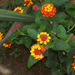 lantana