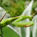 Imádkozó sáska (Mantis religiosa) IV