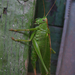 Zöld lombszöcske (Tettigonia viridissima) I