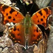 EasternComma (Medium)