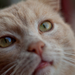 Milliomodik macskás képem -)