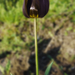 A Fekete tulipán