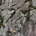 Climbing in Glendalough (1)