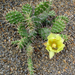 Opuntia phaeacantha cv. longispina