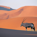 Oryx Antelope