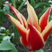 tulipánok