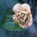 csuhé rózsa