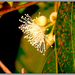 Eukaliptusz-virág 1