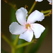 Fehér oleander 2
